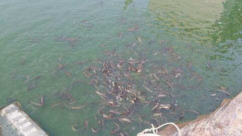 泥鳅的养殖视频,从视频中学养殖技巧