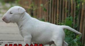 牛头梗视频,视频中的可爱瞬间集锦