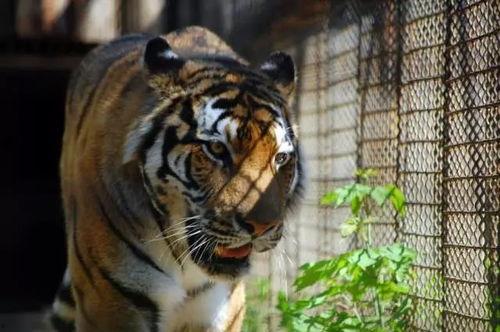 四虎视频下载,热门影视资源一网打尽