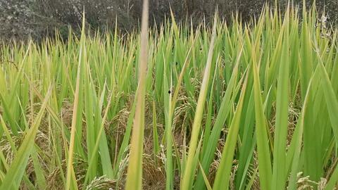 种水稻视频,从播种到收获的视觉之旅