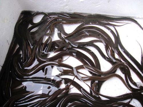 黄鳝养殖技术视频教程,从入门到精通