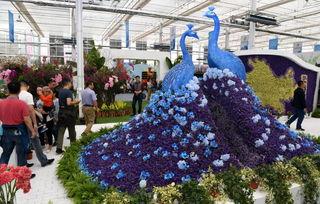 花博会视频,缤纷花卉盛宴，共赏生态之美