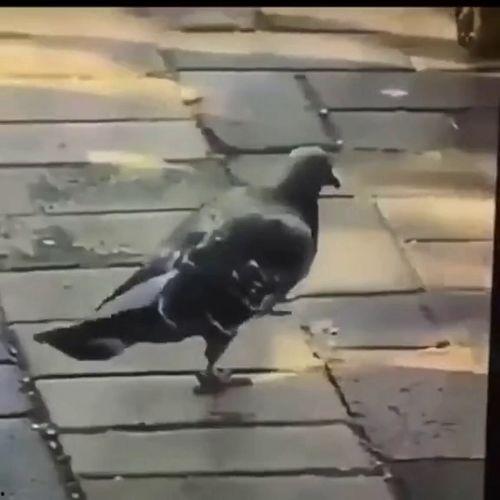 啪啪啪动态视频