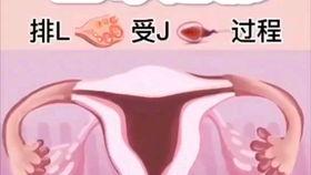 输卵管检查视频,直观解析女性生殖健康检查过程