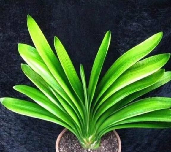 君子兰视频,揭秘家居绿植的养护之道