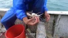钓蟹视频,轻松捕获美味蟹子的技巧全解析