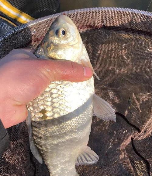 鲫鱼钓浮视频,跟随视频学钓技