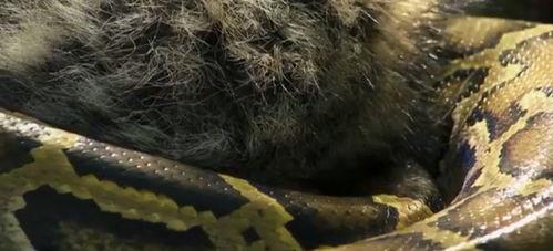 缅甸蟒视频